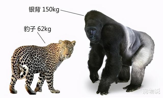 润物说 三只金钱豹出逃，杀伤力有多大？园方致歉声明：未成年攻击力较弱