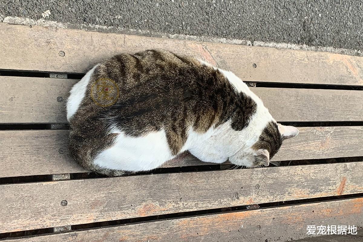 高圆圆|流浪猫因太胖被挂牌，禁止学生投喂，网友：吃了没文化的亏！