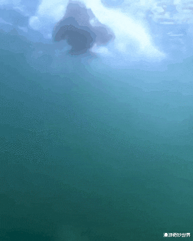 看完这30张图，深海恐惧症彻底发作了…