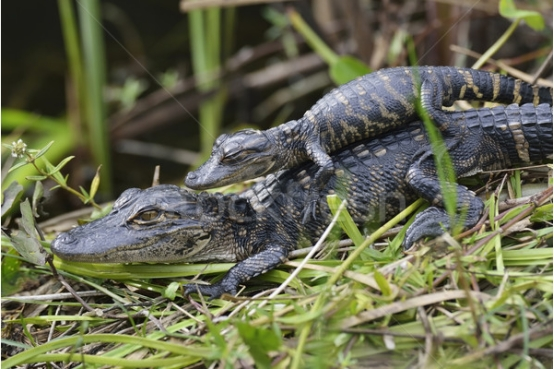 科学家 被称为“蝰科战神”的食鱼蝮，有何独特之处？和五步蛇比谁更强？
