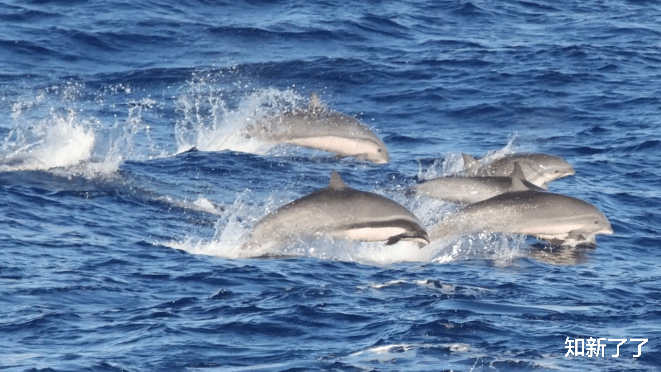 海豚 科学家称，夏威夷海豚中的新型病毒可能引发全球海洋哺乳动物疫情