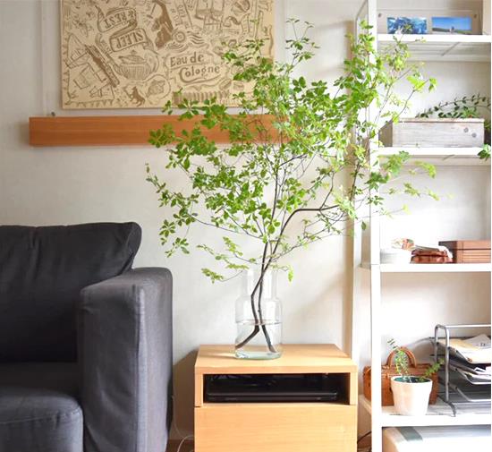 蔡宏志聊时尚|美学家居：用“绿植”装点房间，究竟有多雅致？