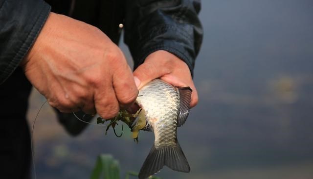 |鱼不咬钩的六种原因，哪怕出现一种，鱼再多，也难钓到！