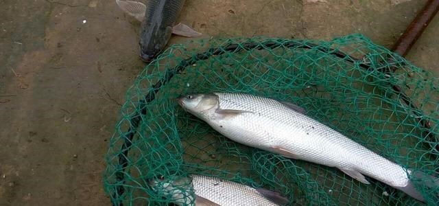 |广西钓友钓起两条“大白鱼”,力气大外形怪,翘嘴和草鱼杂交?