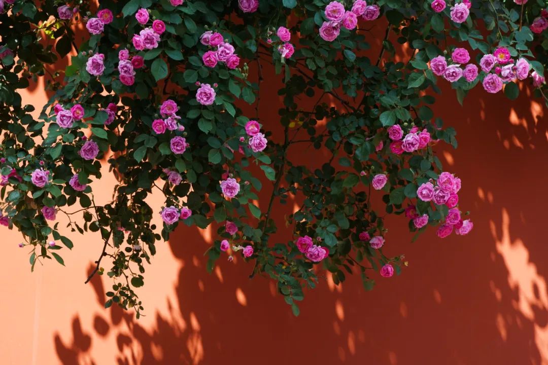 郑州那些事 春季花展“压轴戏”登场！第二十七届月季花展开幕