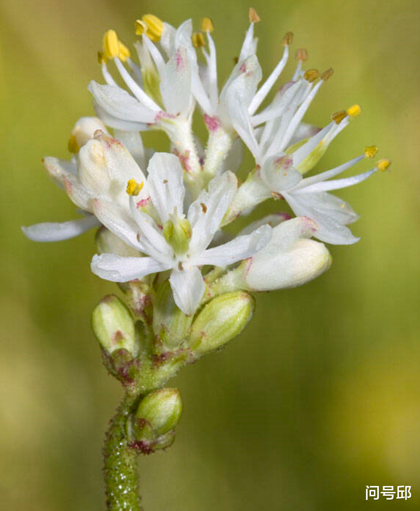 昆虫 专家发现北美有一种野花不光合作用,而是靠茎吸食昆虫的食虫植物