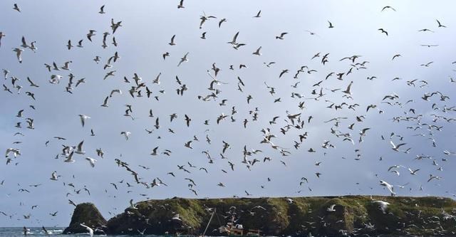 若珍|避开中国加工厂,“独占”明太鱼资源,俄罗斯在打什么算盘?