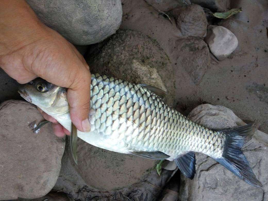 半半歌|学会这三招,三个小时没一口,马上变成每隔三分钟就来一口