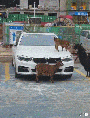 “眼镜王蛇蜕皮后严重脱水,小伙看到后主动喂水!”