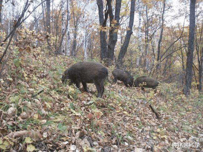 二氧化碳 科学家：野猪每年碳排放超100万辆汽车？全球变暖真的怪野猪吗？