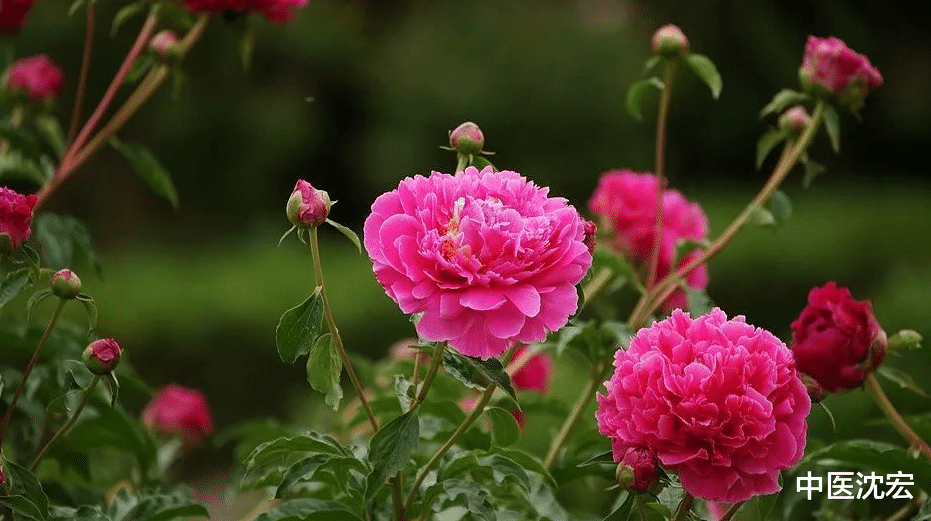 中药|小便黄，口气差，脾虚肝火旺！只需1味中药，补血养阴 帮你改善