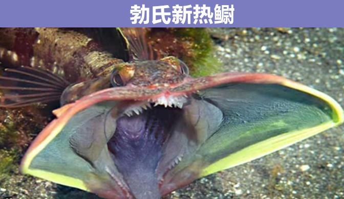 海豹 即使在教科书上都很难见到的，9个拥有奇怪外表的罕见动物