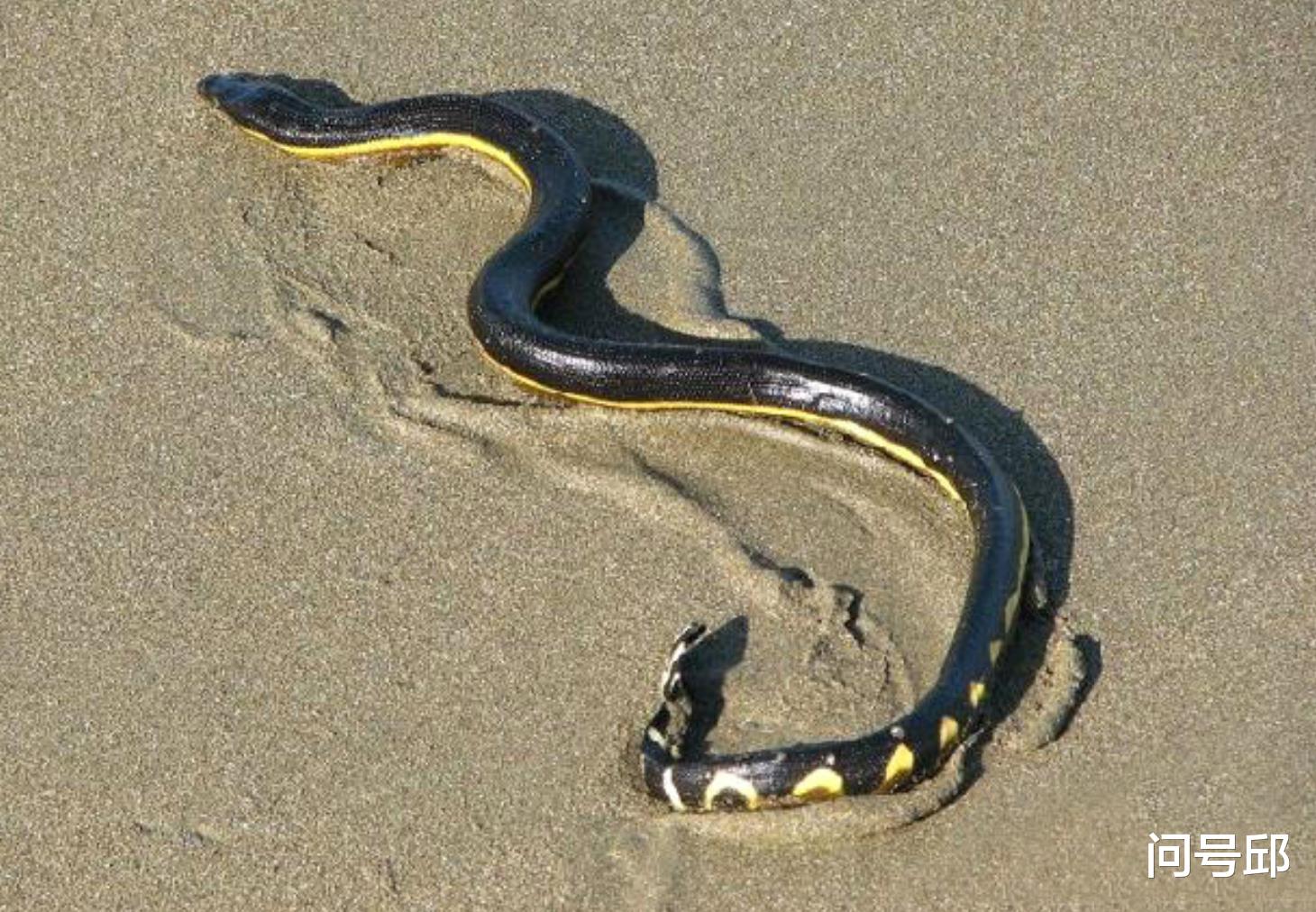 海蛇 “海洋骆驼”：这种海蛇脱水数月，依旧能活下来