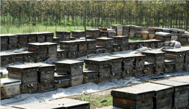 |王台封盖变黑了，但气候较差可以分蜂吗？注意什么？