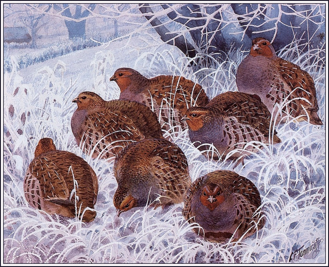 英国查尔斯.图尼克利夫(Charles.Tunnicliffe)禽鸟水彩画