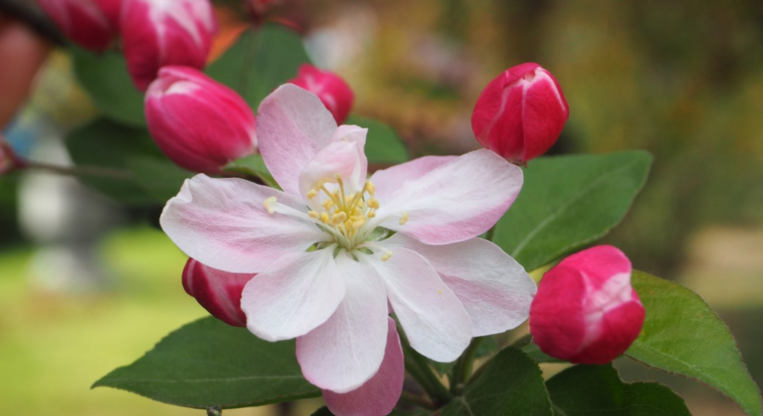 生肖|6月底，再度牵手，与爱相拥，忠贞不二，3生肖桃花入命，再续深情