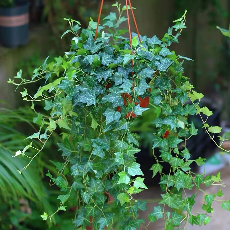 5种“健康花”养在卫生间，好看除湿，臭味吸光，全家健康