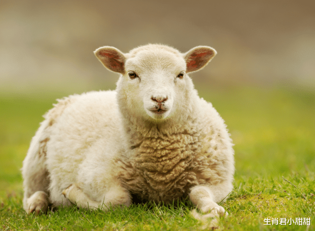 |财神偏爱事业蒸蒸日上,属羊人时来运转,鱼跃龙门咸鱼翻身