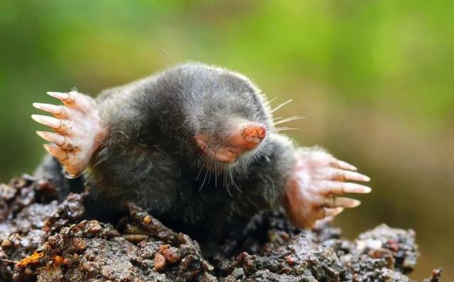 鲨鱼 24个冷知识：连生物老师都不知道，看完后颠覆认知的有趣知识