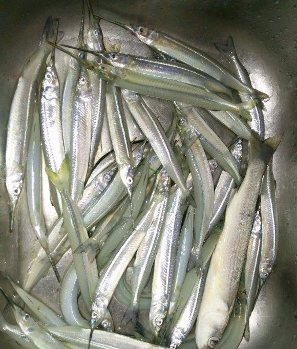 恐龙蛋|在大别山发现奇鱼，体型细长似利箭，当地捕鱼者：初见