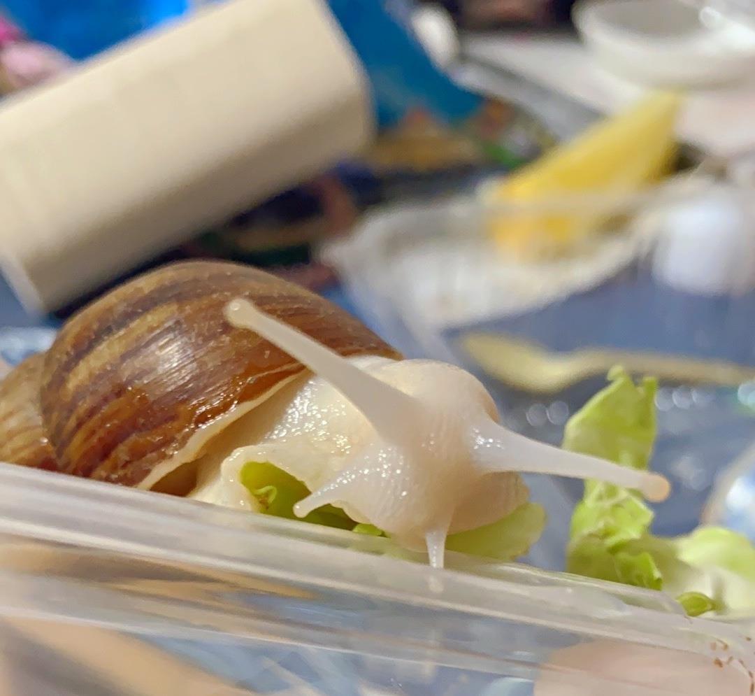 种上阳台|孩子回到家，看到家中来的新朋友“三只小蜗牛”！