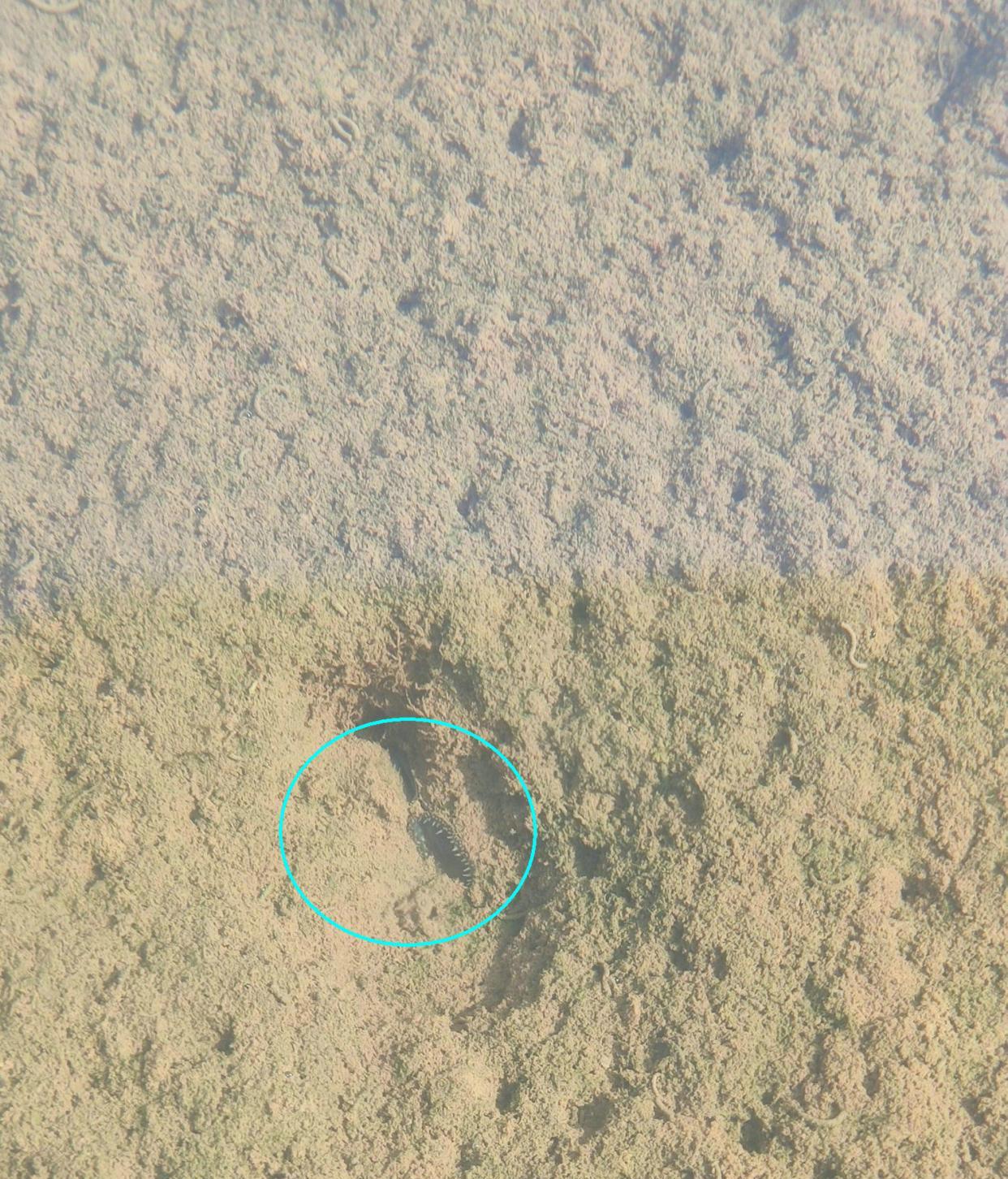 湛江|生态好了？湛江钓友小河里挖出许多河蚌，网友：煮一次臭三天