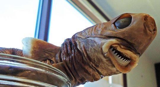 微生物 被称为海洋中的“平头哥”，体型虽小，杀伤力却不容小觑
