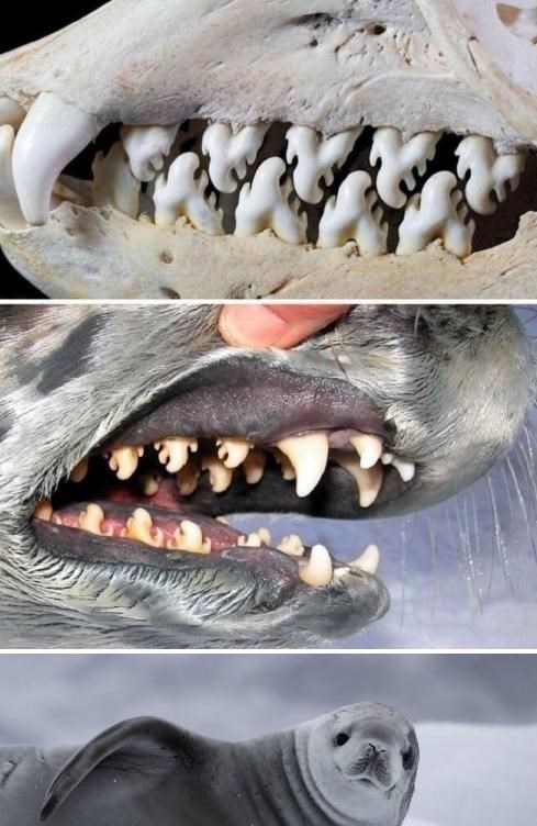 化石 你见过会躲雨的火烈鸟吗？12张科普趣图，让你“大开眼界”！