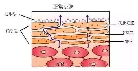面膜 皮肤缺水补水面膜可以天天敷吗