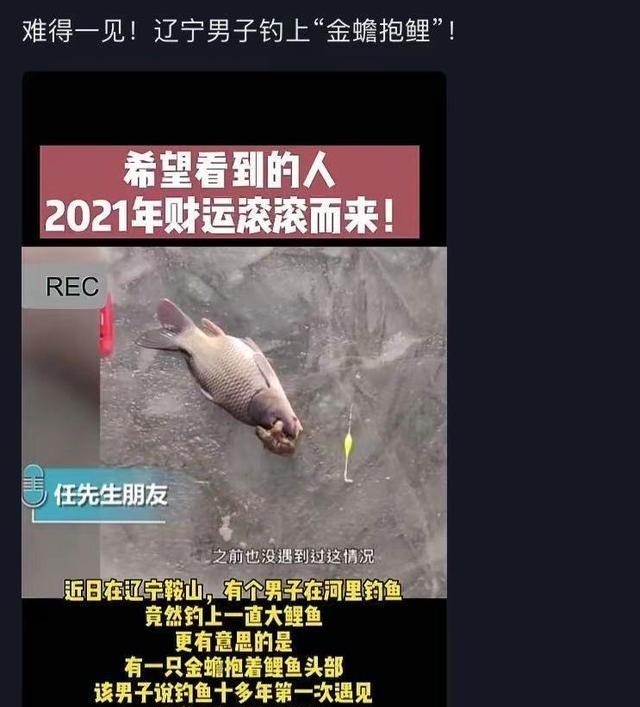 辽宁省|辽宁钓鱼人碰到“金蟾抱鲤”网络热议，预示好运？其实是自然现象
