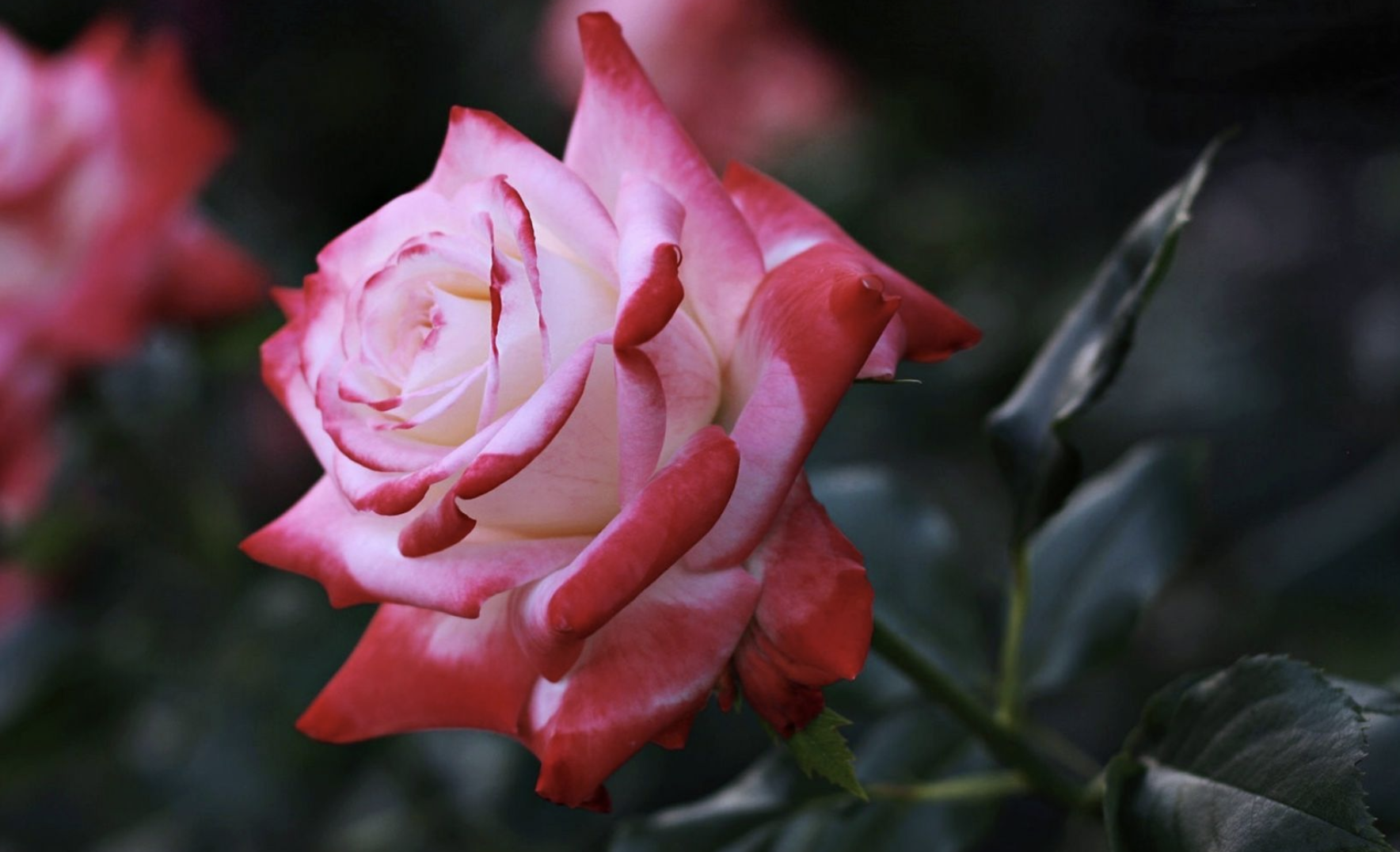 生肖夜读|8月，日子越来越富裕，前程似锦，气场全开，3生肖事业红红火火，财运滚滚而至