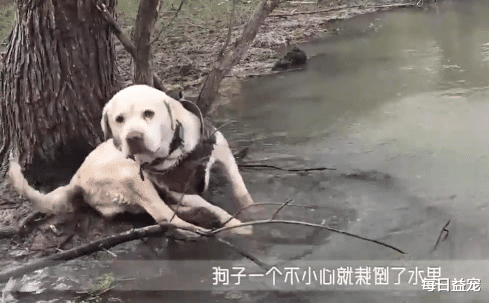 铲屎官|狗狗河边陪主人钓鱼，竟因太无聊睡着了，下一秒太搞笑！