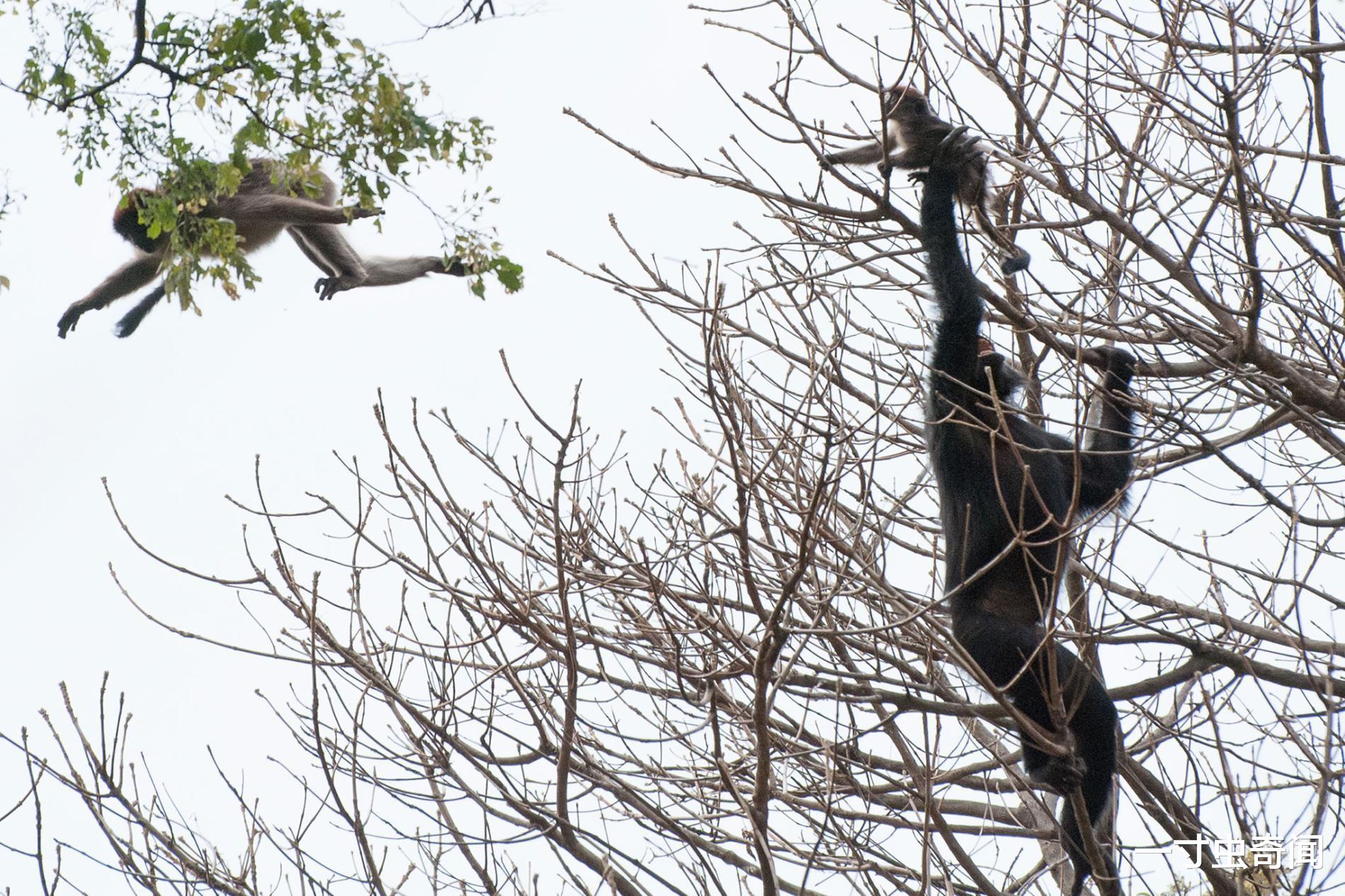 黑猩猩 人兽矛盾不可调和？乌干达黑猩猩抢幼儿致死，其实黑猩猩嗜肉成瘾
