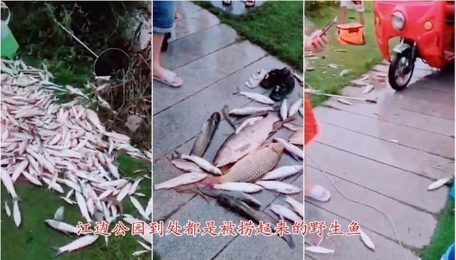 宓孤林|洪水来袭,嘉陵江大量鱼群被呛晕,南充江边公园堆满捞起来的鱼