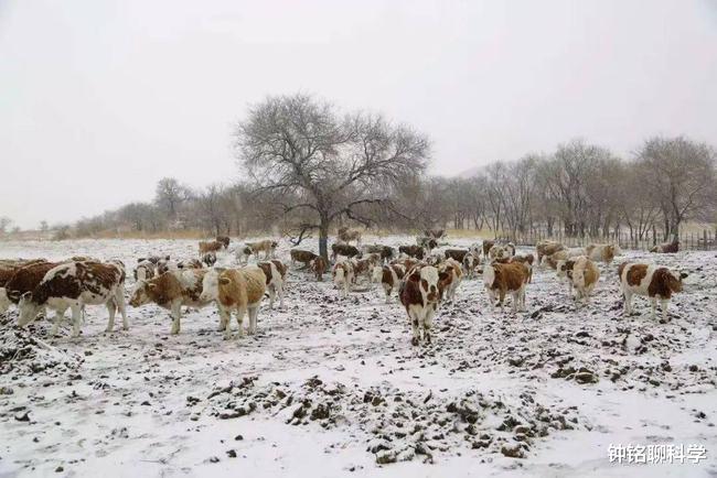 极端大暴雪袭击东北！农村猪牛被冻死，野猪和东北虎会被冻死吗？
