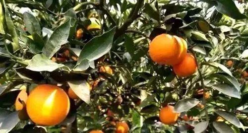 橘子|这个水果1个=5味药！活血润燥，可惜知道的人很少！