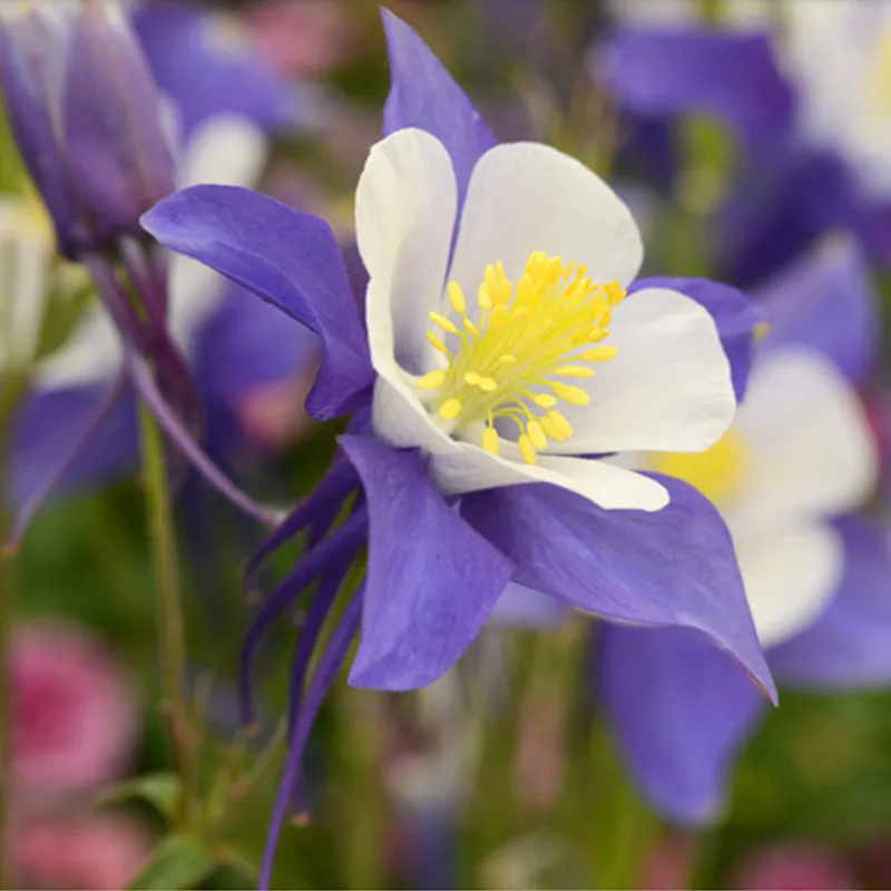 花最少的钱,打造最美的阳台小花园