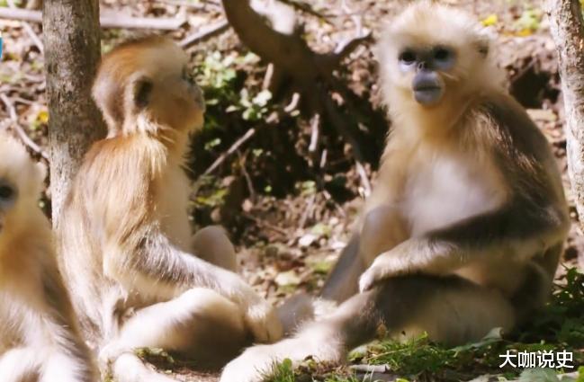 |领导办公室中的一幅画，驰骋骏马背蹲一只猴，到底啥意思？