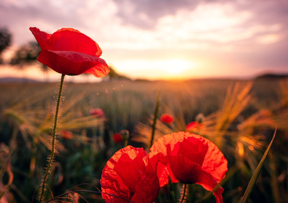 舜网 5月开始，爱意泛滥，相约白头，爱情甜蜜，前任迷人的生肖