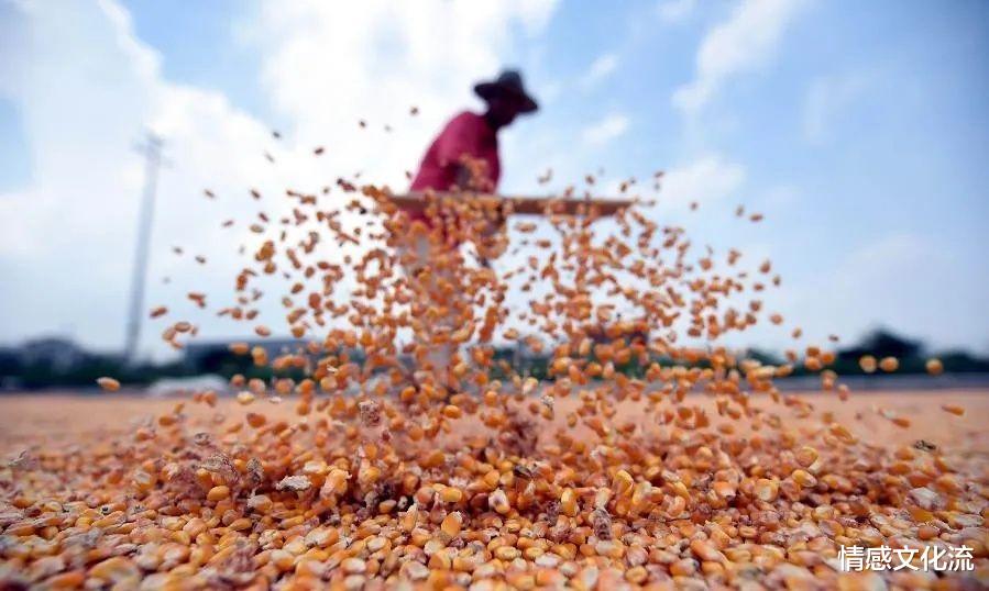 情感文化流 花20万用500克黄金制千粒米扔进黄浦江，网友：你不要给我啊