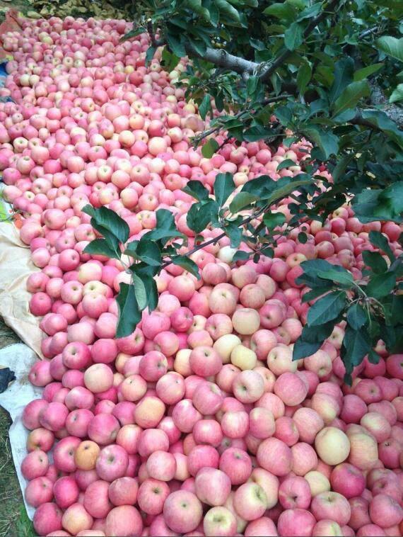 胃黏膜|早上空腹吃一个苹果,坚持下去,身体会发生什么变化呢?来了解下