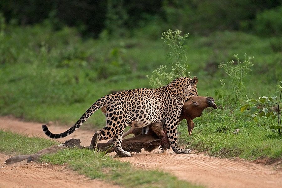 花豹 小公豹单杀重十倍的母野牛，又被牛群报复顶死？现场细节揭露真相