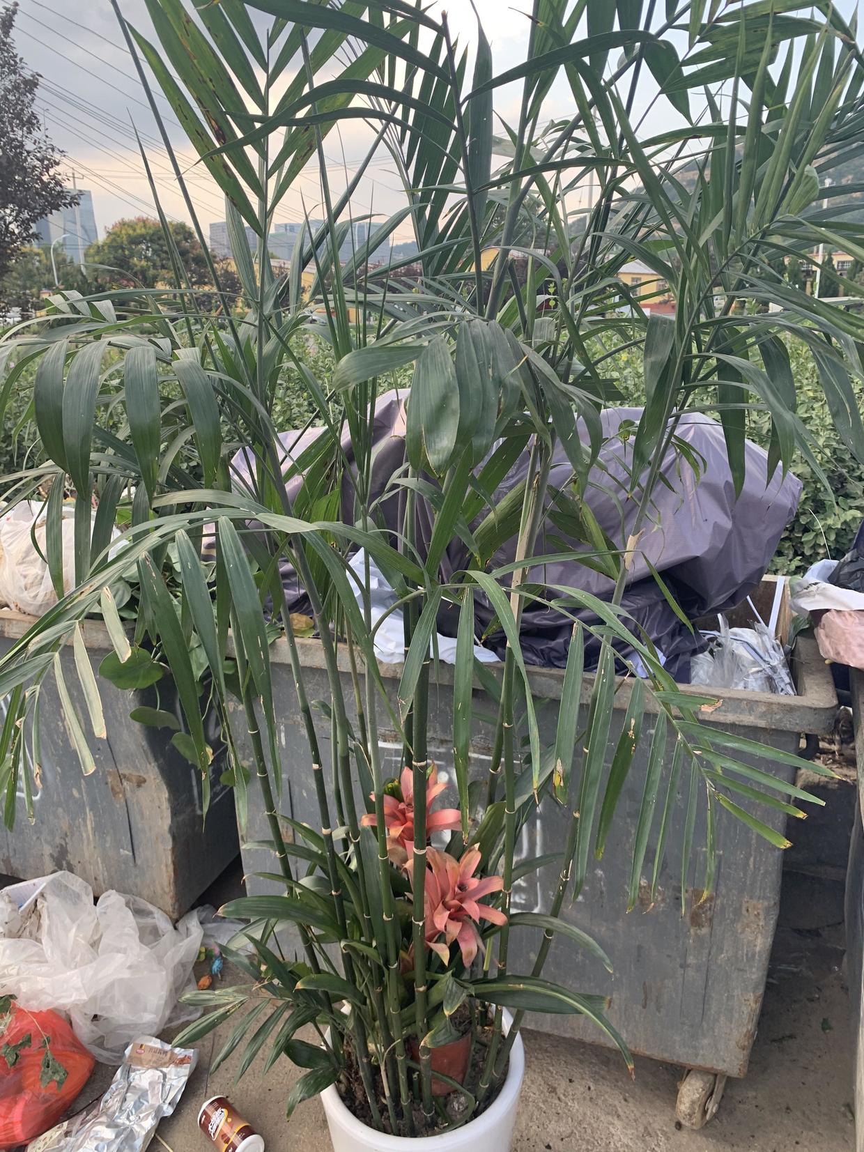 向阳园艺|家门口就是花卉市场，花盆，花土不用买，家里的花都是捡的