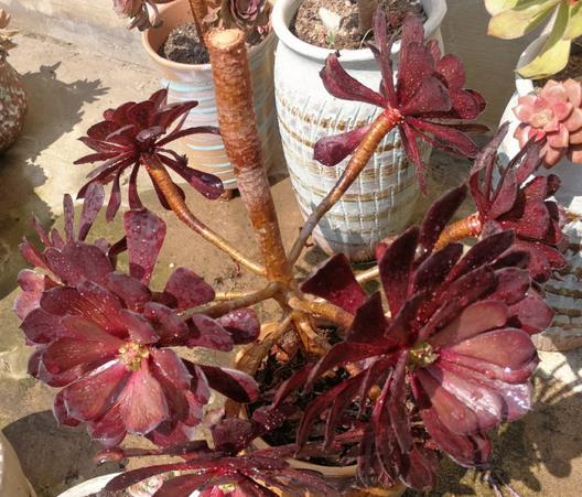 植萌|想要把法师培育成“捧花”状态，两种方式实现，但3点要点做好
