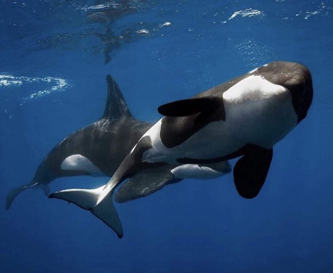 月球 不讲道理的天敌相克：一物降一物，来看看海洋生物的食物链