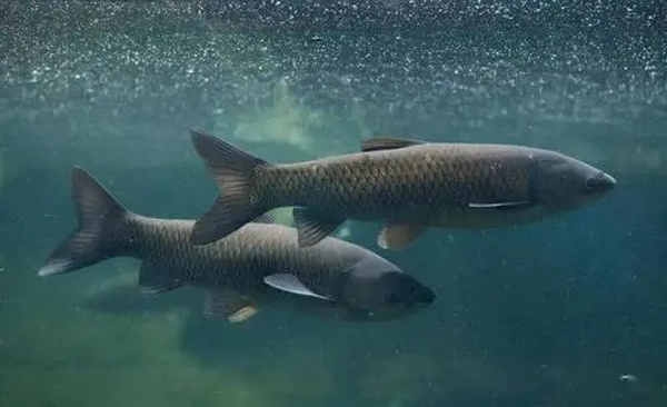 开春鱼瘟爆发，越冬期间保健很重要，这几点要注意