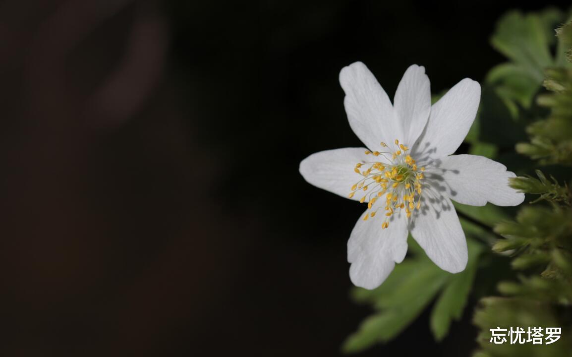 忘忧塔罗|忘忧塔罗：天秤座未来三十天运势，要好好对待自己，感受自己内心