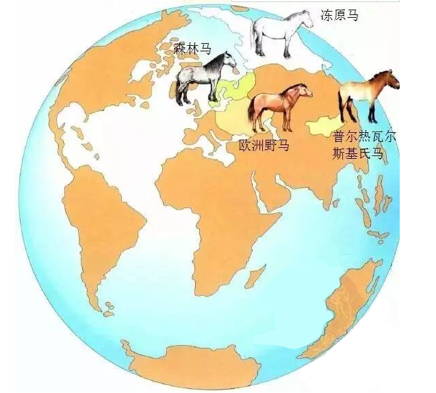 美洲的印第安人,将这种动物猎食殆尽,致使文明落后白人数千年