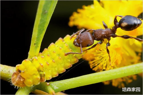  毒性最强的蚂蚁——子弹蚁