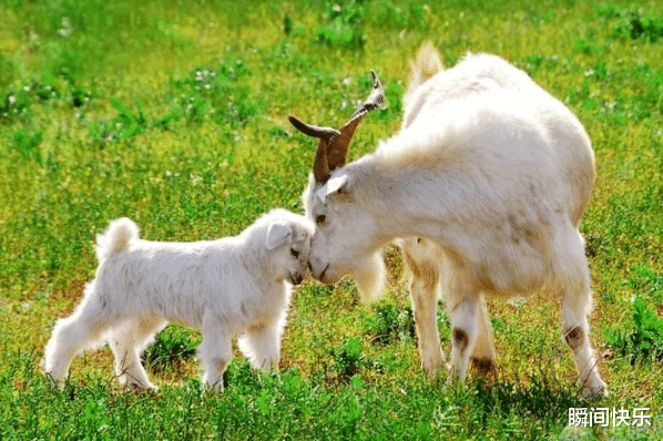 瞬间快乐|8月14-8月21日,突破瓶颈,3生肖脱胎换骨,晦气全消,事业兴隆